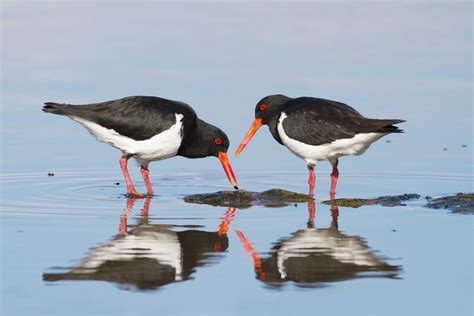 Oystercatcher - Alchetron, The Free Social Encyclopedia