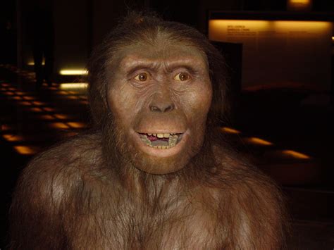 File:Australopithecus afarensis.JPG - Wikipedia