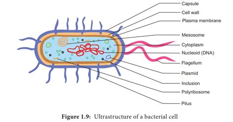 Bacteria Cell Structure