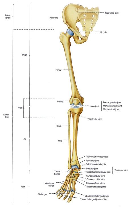 os de la jambe - Recherche Google | Anatomy bones, Body anatomy, Human ...