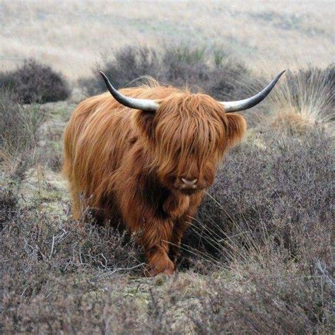 Miniature scottish highland cattle without horns - Derseed