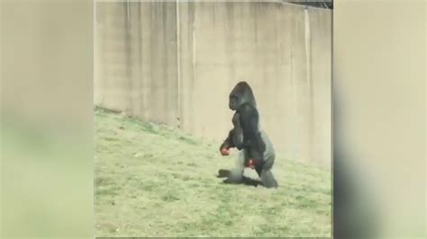 Gorilla Walking Upright