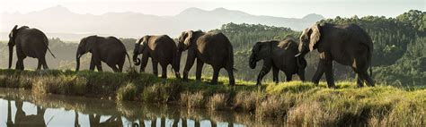 Knysna Elephant Park Garden Route Attractions