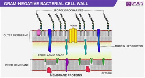 Gram Negative Cell Wall Diagram