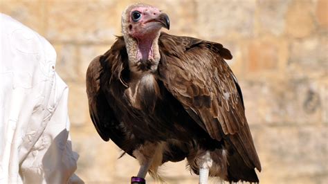 Fun Hooded Vulture Facts For Kids | Kidadl