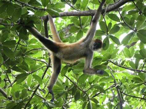 A female spider monkey in an acrobatic posture. Copyright 2010 Filippo ...