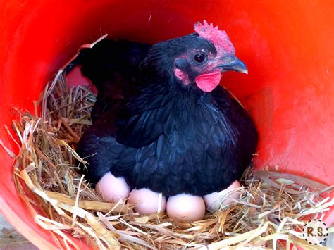 The 10 Best Egg Laying Chickens