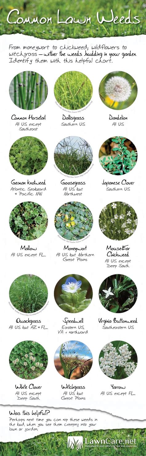 Common Lawn Weeds in America Infographic | GreenPal