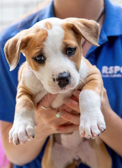 Adopt a dog or puppy from RSPCA South Australia