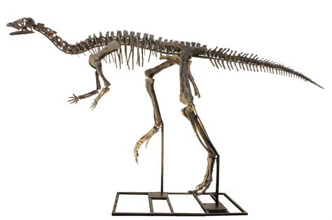 8' 9" Mounted Dryosaurus Skeleton From Colorado - Largest Complete ...