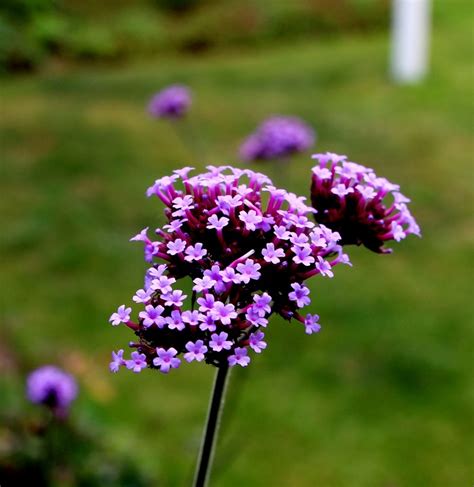 Verbena Verbenaceae Purpletop · Free photo on Pixabay