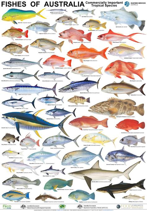 Fish chart, Fish illustration, Sea fish