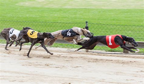 Best Greyhound Racing Stock Photos, Pictures & Royalty-Free Images - iStock