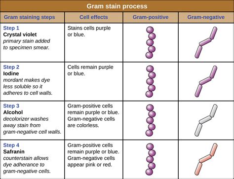 Gram Staining | Principle | Procedure and Results