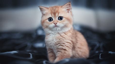 Wallpaper Desktop 4k Cat Cute Kitten 4k, Hd Animals, 4k Wallpapers ...