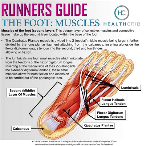 33+ Anatomy Of Foot Ligaments And Tendons