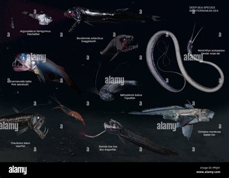 Composition of images of strange abyssal fish. Deepsea real monsters of ...