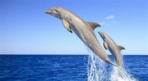 Five Fun Facts About Dolphins You Probably Didn't Know