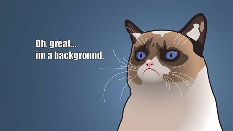 [100+] Cat Meme Wallpapers | Wallpapers.com