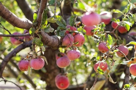 Oak Glen Apple Picking: Day Trip Guide | Sea to Sequoia