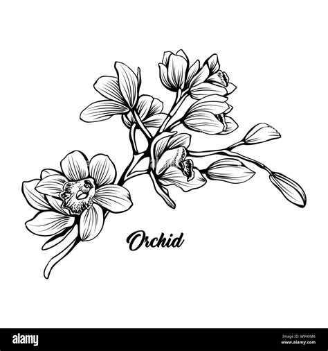 Orchid branch hand drawn vector illustration. Floral ink pen sketch ...