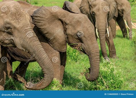 Wild African Elephants Eating Leaves Stock Image - Image of ivory ...