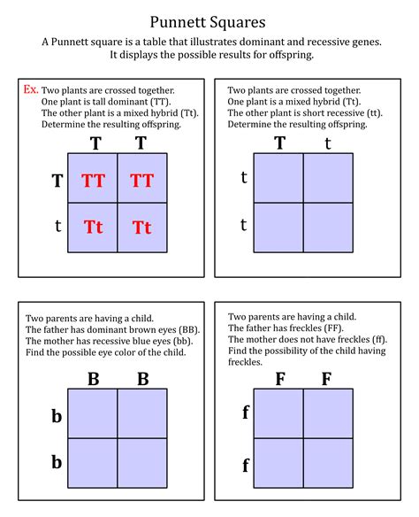 Punnett Square Practice Worksheet 1 Answer Key