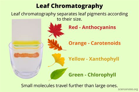 Leaf Chromatography Experiment - Easy Paper Chromatography