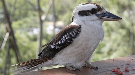 Central Florida Zoo & Botanical Gardens Kookaburra Attraction | Central ...