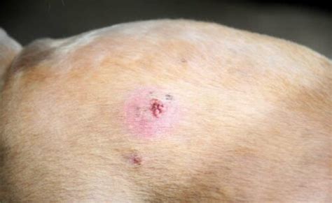 Dog Skin Cancer: 4 Common Types, Causes, Signs, Treatment & More - Petsynse