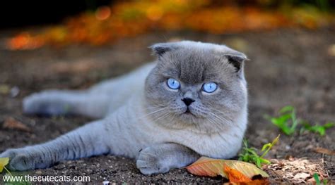 british shorthair cat Warrior Cats, Cute Kittens, Cats And Kittens, Pet ...