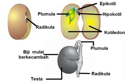 Perkecambahan Epigeal dan Hipogeal | Mikirbae