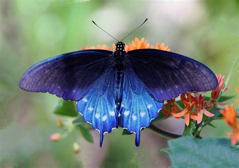 Pipevine Swallowtail - Alabama Butterfly Atlas