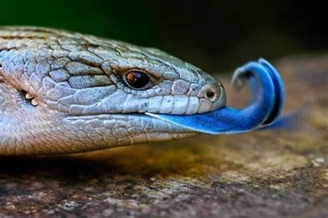 Blue Tongue Skink Facts | Anatomy, Diet, Habitat, Range - Animals Time