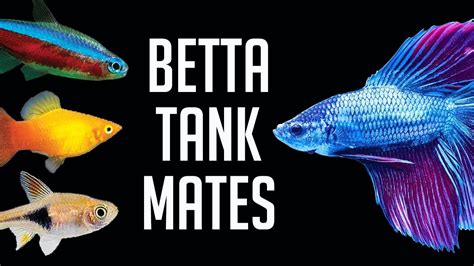 Compatible Tank Mates for Betta Fish - YouTube