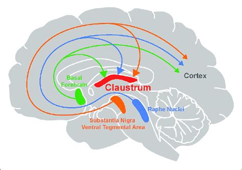 A brain region that was assumed to house consciousness turns out to ...