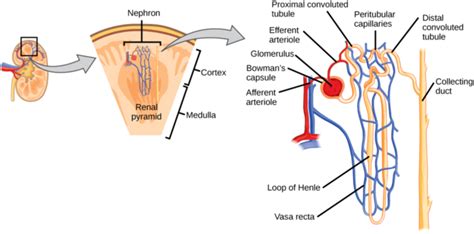 41.11: Human Osmoregulatory and Excretory Systems - Nephron- The ...