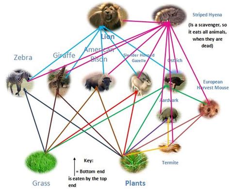 Food Web - Temperate Grassland