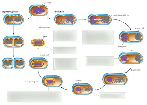 Endospore Formation Diagram | Quizlet