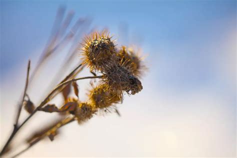 How Do I Get Rid Of Cockle Burrs? [Cocklebur Control Guide]