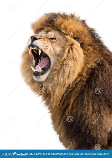 Furious lion stock photo. Image of mouth, energy, aggression - 95164760