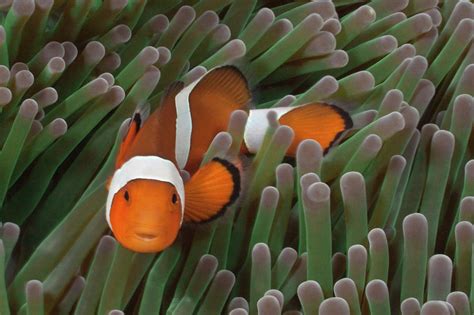 Clownfish In Green Sea Anemone Photograph by Jeff Hunter