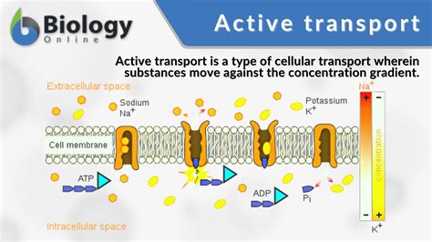 discreción Piñón Pionero transport of amino acids into cells ...