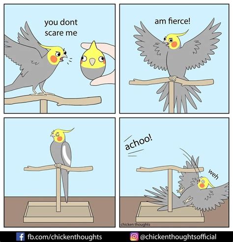 Funny Bird Memes | Funny parrots, Funny birds, Funny animal memes