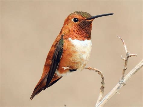 Rufous Hummingbird | Celebrate Urban Birds