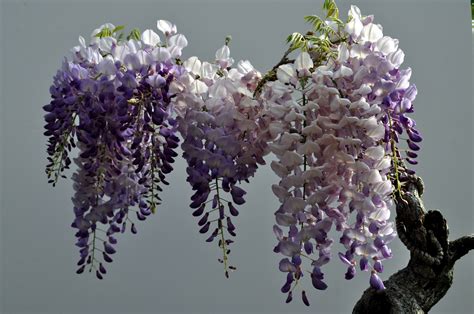 Nebraska Bonsai Society: Japanese Wisteria