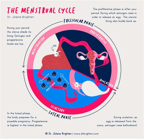 How the Menstrual Cycle Works - Menstruation Guide - Dr. Jolene Brighten