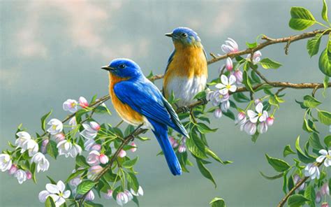 Wallpaper Birds and Flowers - WallpaperSafari