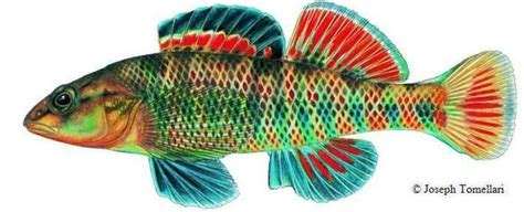 Rainbow darter - Alchetron, The Free Social Encyclopedia