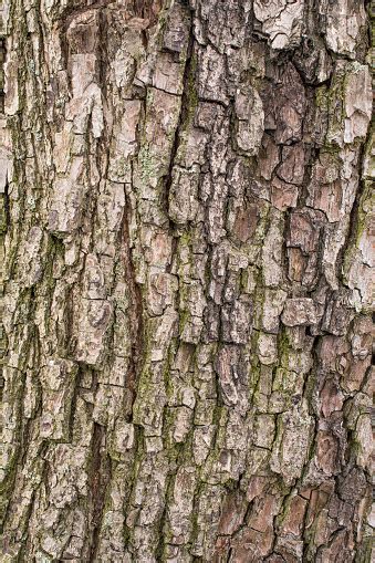 Pear Tree Bark Stock Photo - Download Image Now - No People, Old, Pear ...